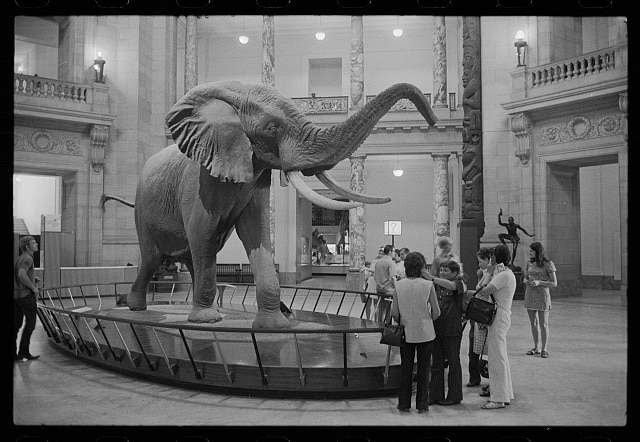 Smithsonian Elephant